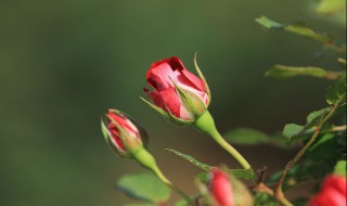 月季花的品种（月季花的品种名字及图片）
