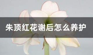 朱顶红花谢后怎么养护（洋朱顶红花后养护）