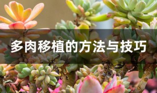 多肉移植的方法与技巧（多肉移植的方法与技巧）