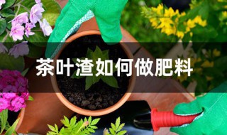 茶叶渣如何做肥料（茶叶渣如何做肥料用量）