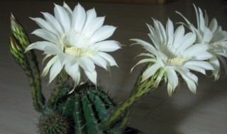 白色仙人球花的花语 白色仙人球花的花语及寓意