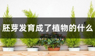 胚芽发育成了植物的什么（胚根发育成了植物的什么）