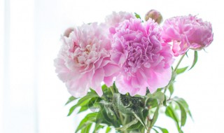 芍药插瓶怎么养 芍药插瓶怎么养活
