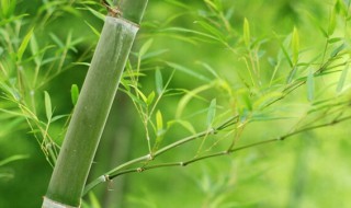 家中竹子开花了怎么办（家中竹子开花了怎么办小妙招）