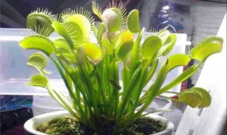 什么植物可以驱蚊子（什么植物可以驱蚊子孕妇可以用的）