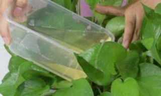 烟蒂水可以浇花驱虫吗（烟蒂水可以浇花驱虫吗）