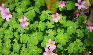 什么草会开花 什么草会开花写出五种