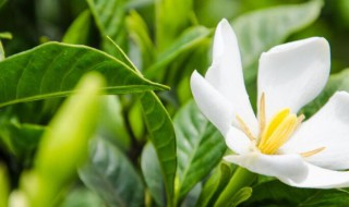 栀子花放卧室对人身体有影响吗（栀子花放卧室对人身体有影响吗）
