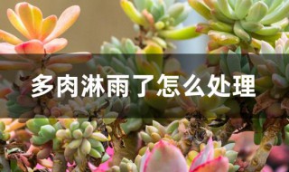 多肉淋雨了怎么处理（多肉淋雨了怎么处理最好）