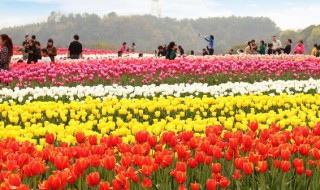 郁金香3月种植可以吗 郁金香4月种植可以吗