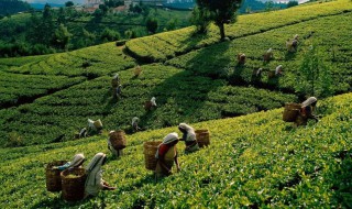 哪些地方盛产茶叶（中国哪些地方盛产茶叶）