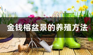 金钱榕盆景的养殖方法（盆景金钱榕怎么养）