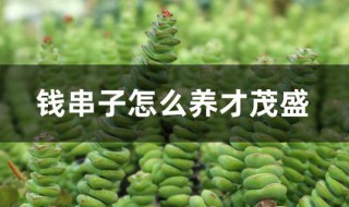 钱串子怎么养才茂盛（钱串子怎么养才茂盛视频）