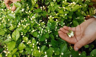 茉莉花施什么肥 茉莉花施什么肥开花多