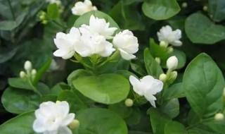 茉莉花不长叶子怎么回事 茉莉花不长叶子怎么回事呢