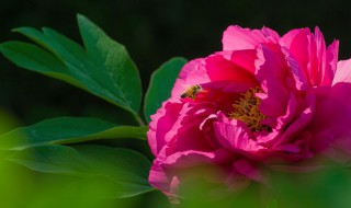 各国的国花是什么花（各国的国花是什么花图片）