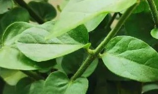 茉莉花干叶是怎么回事（茉莉花干叶是怎么了）