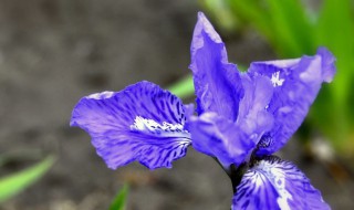 兰花花谢了以后该怎么办 蝴蝶兰兰花花谢了以后该怎么办