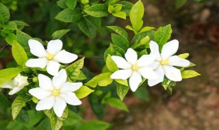 栀子花黄叶掉花苞是什么原因（栀子花黄叶子掉花苞）