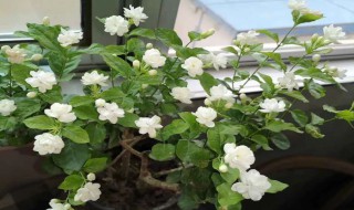 茉莉花适合什么土壤 茉莉花适合啥土壤