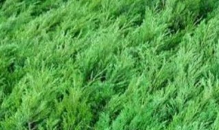 墓地绿化树苗有哪几种 墓地种植什么树