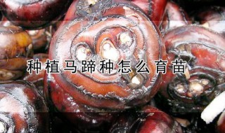 种植马蹄种怎么育苗 马蹄怎样育种