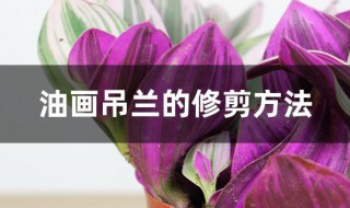 油画吊兰的修剪方法 油画吊兰如何修剪