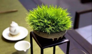 菖蒲的种类 菖蒲的种类怎样种植