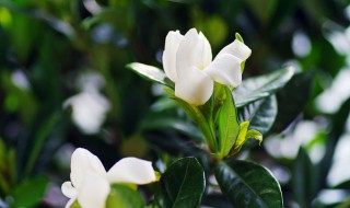 栀子花用土还是沙子 栀子花用土还是沙子好