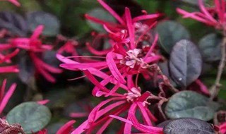 红花继木枯萎的原因是啥 红花继木枯萎病