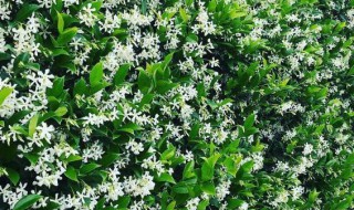 风车茉莉驱蚊虫吗? 风车茉莉驱蚊虫吗有毒吗
