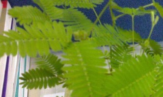 有特异功能的植物（有特异功能的植物它有什么特异功能）