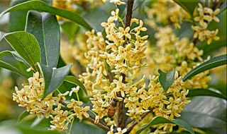 桂花种子怎样育苗（桂花种子怎样育苗视频）