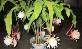 昙花怎么修剪才利于开花（昙花用不用修剪）