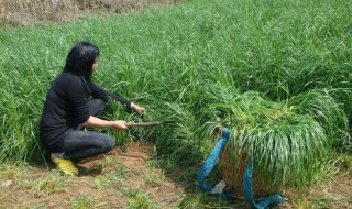 草籽种子怎么种植（草籽种子怎么种植的）