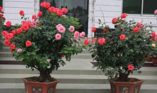 树桩月季怎么嫁接种植 树桩月季怎么嫁接种植技术