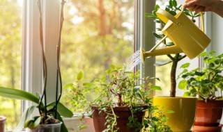 庭院四季常青低矮植物（庭院四季常青低矮植物图片）