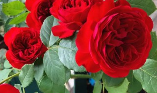 红苹果月季是藤本还是灌木（红苹果是灌木还是藤月月季吗）