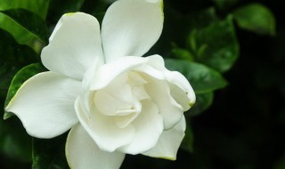 栀子花的花期多长时间（栀子花的花期多长时间最好）