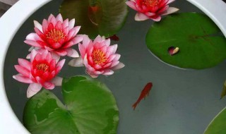 种睡莲需要多深的盆 种睡莲需要多深的盆子