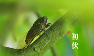 2021年入伏和出伏时间是什么 什么时候入伏2021年什么时候入伏