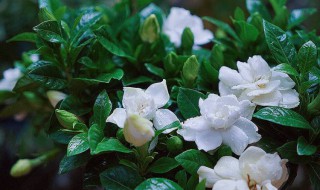 栀子花烂根如何抢救 栀子花烂根如何抢救贴吧