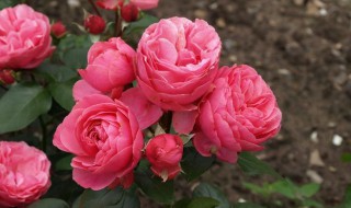 粉色达芬奇月季能长多高（粉色达芬奇月季是多季开花吗）