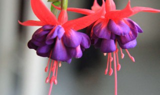 灯笼花的寓意和象征（灯笼花的寓意和象征意义）