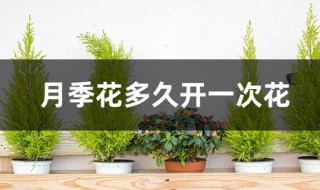 月季花多久开一次花 月季花多久开一次花啊