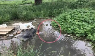 小墨蚊怎么消灭小窍门 怎样消灭墨蚊