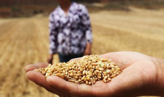 如何保障我国粮食安全 大学生如何保障我国粮食安全