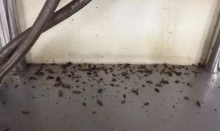 下水道小飞虫怎么消灭小窍门 下水道小飞虫怎么消灭小窍门84