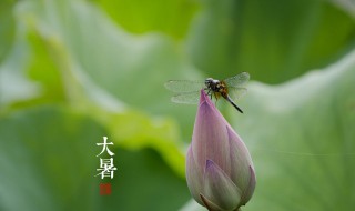 大暑养生的禁忌有什么 大暑养生的禁忌有什么呢