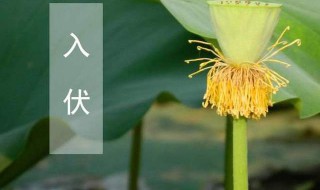初伏中伏末伏是什么意思 入伏中伏末伏是什么意思